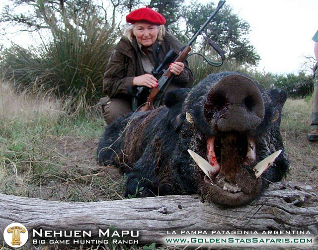 Wild boar