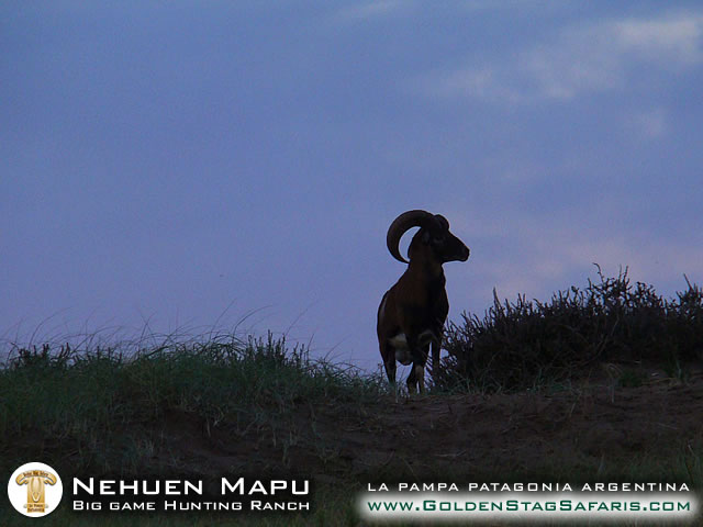 European Mouflon