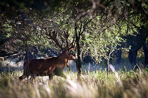Red Stag