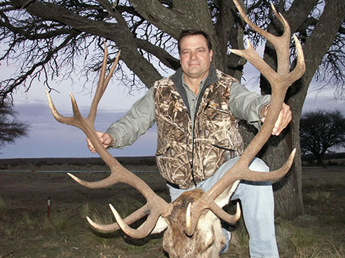 Gold Medal Red Stag