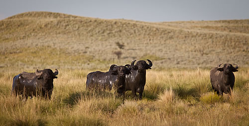 Water Buffalo
